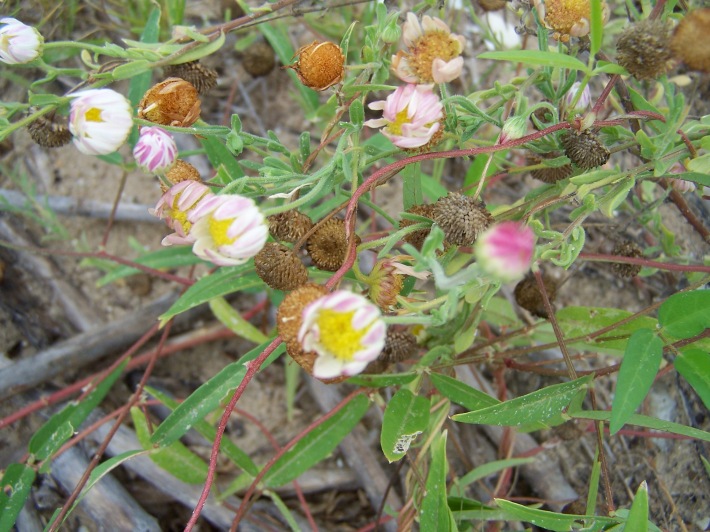 Young flowers with faded flowers