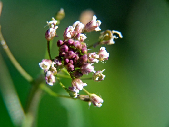 Close  up of flowers and buds